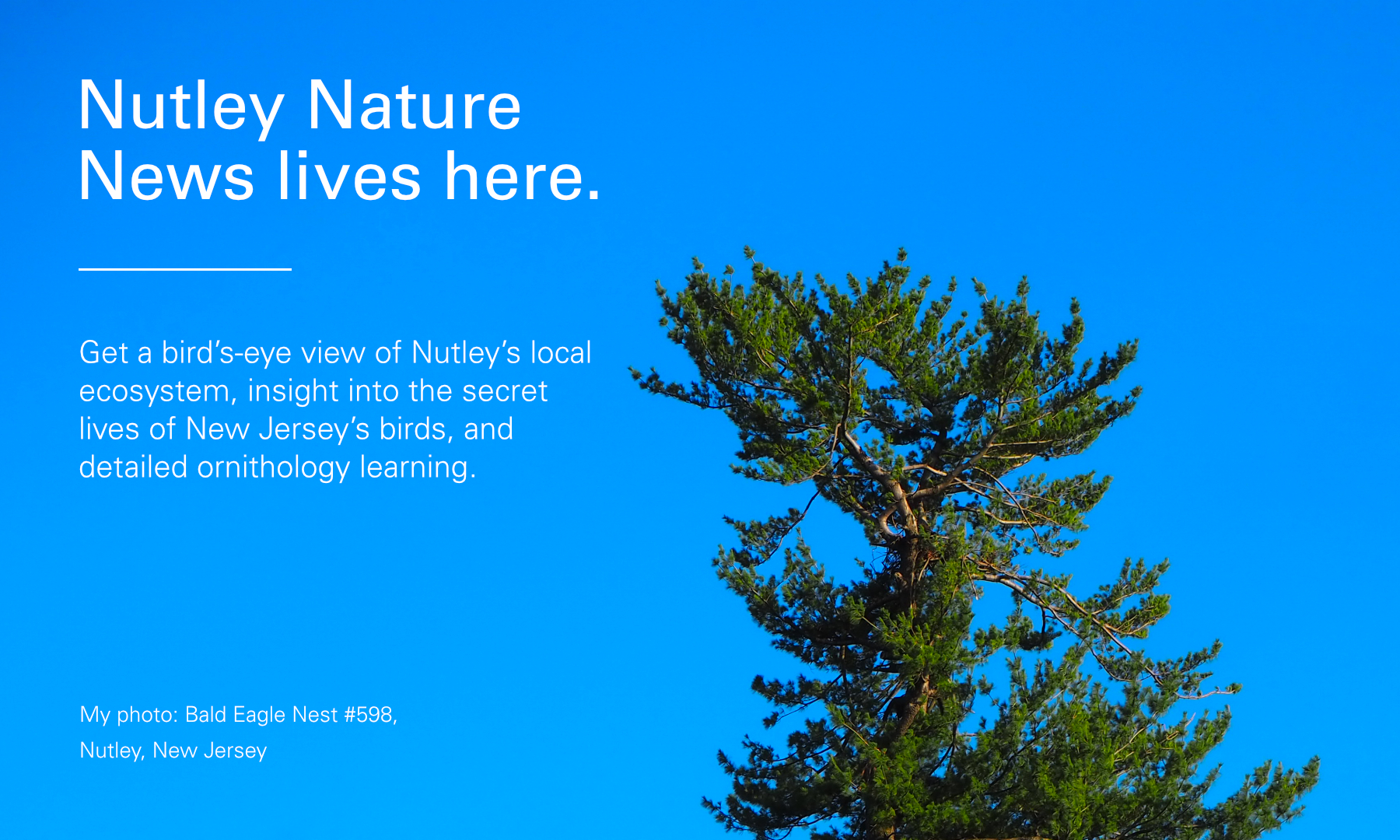 Nutley Nature News lives here. Get a bird‘s-eye view of Nutley’s local ecosystem, insight into the secret lives of New Jersey's birds, and detailed ornithology learning.